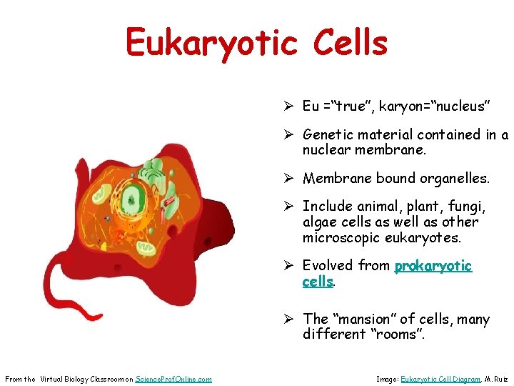 Eukaryotic Cells Ø Eu =“true”, karyon=“nucleus” Ø Genetic material contained in a nuclear membrane.