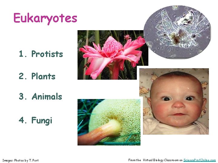 Eukaryotes 1. Protists 2. Plants 3. Animals 4. Fungi Images: Photos by T. Port