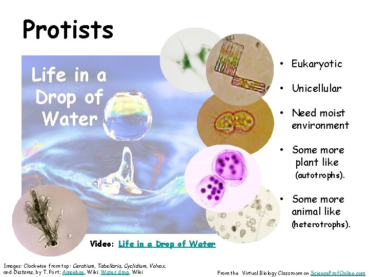 Protists Life in a Drop of Water • Eukaryotic • Unicellular • Need moist