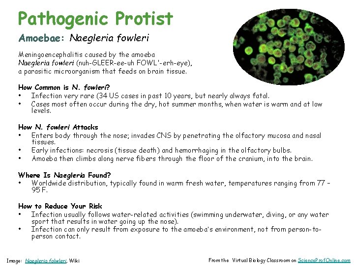 Pathogenic Protist Amoebae: Naegleria fowleri Meningoencephalitis caused by the amoeba Naegleria fowleri (nuh-GLEER-ee-uh FOWL'-erh-eye),