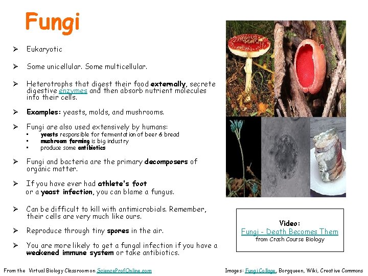 Fungi Ø Eukaryotic Ø Some unicellular. Some multicellular. Ø Heterotrophs that digest their food