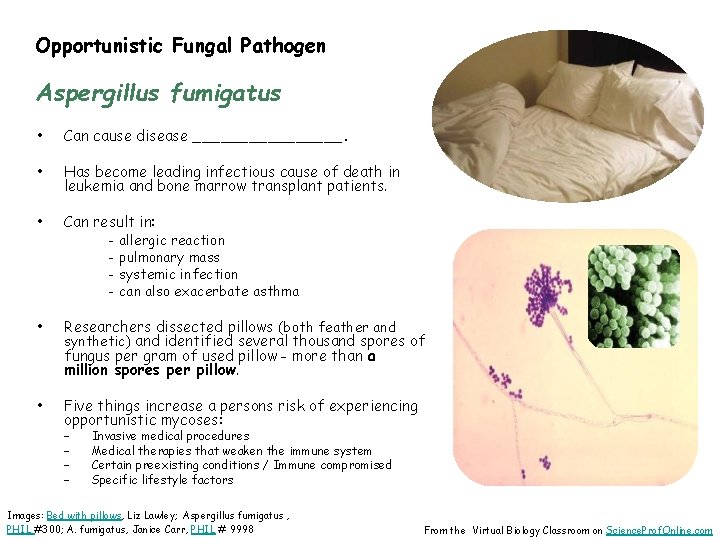 Opportunistic Fungal Pathogen Aspergillus fumigatus • Can cause disease ________. • Has become leading
