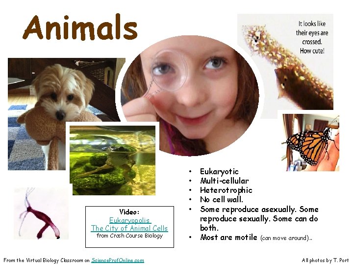 Animals Video: Eukaryopolis The City of Animal Cells from Crash Course Biology From the