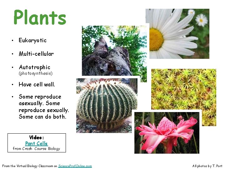 Plants • Eukaryotic • Multi-cellular • Autotrophic (photosynthesis) • Have cell wall. • Some