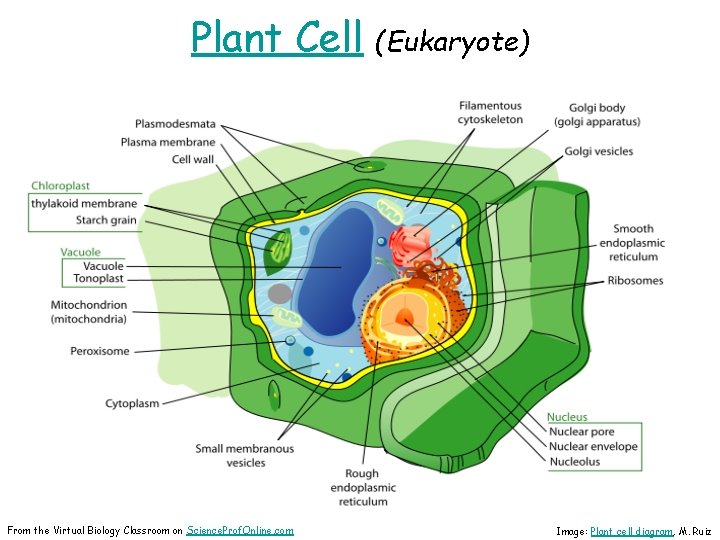 Plant Cell From the Virtual Biology Classroom on Science. Prof. Online. com (Eukaryote) Image: