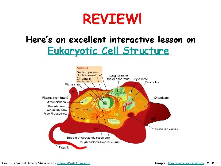REVIEW! Here’s an excellent interactive lesson on Eukaryotic Cell Structure. From the Virtual Biology