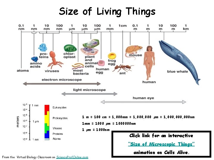 Size of Living Things 1 m = 100 cm = 1, 000 mm =