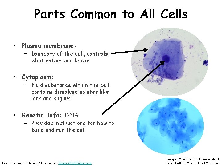 Parts Common to All Cells • Plasma membrane: – boundary of the cell, controls