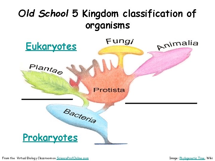 Old School 5 Kingdom classification of organisms Eukaryotes Prokaryotes From the Virtual Biology Classroom