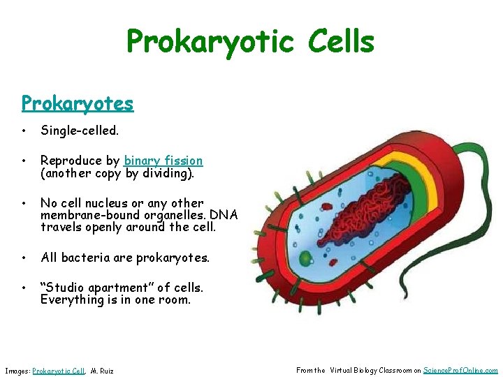 Prokaryotic Cells Prokaryotes • Single-celled. • Reproduce by binary fission (another copy by dividing).