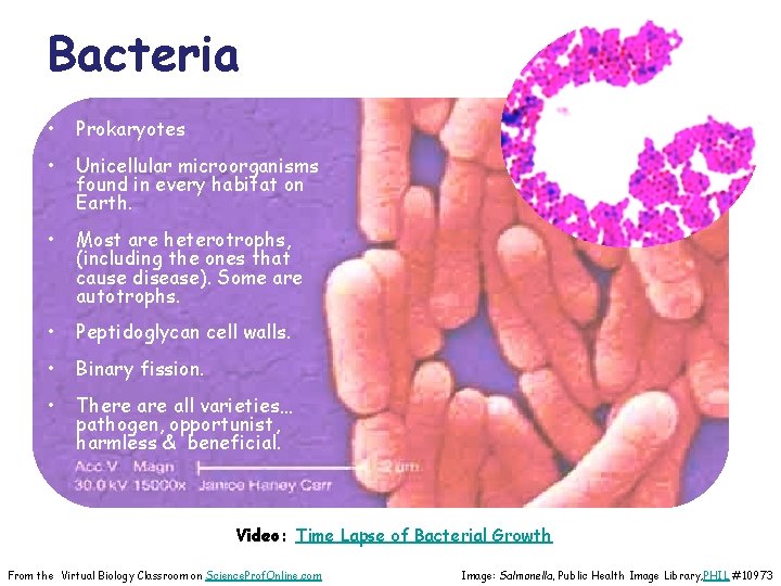 Bacteria • Prokaryotes • Unicellular microorganisms found in every habitat on Earth. • Most