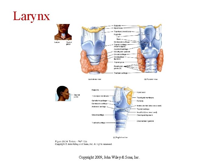 Larynx Copyright 2009, John Wiley & Sons, Inc. 
