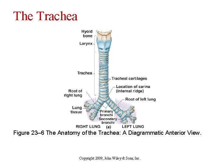 The Trachea Figure 23– 6 The Anatomy of the Trachea: A Diagrammatic Anterior View.