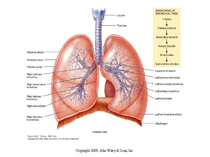 Copyright 2009, John Wiley & Sons, Inc. 