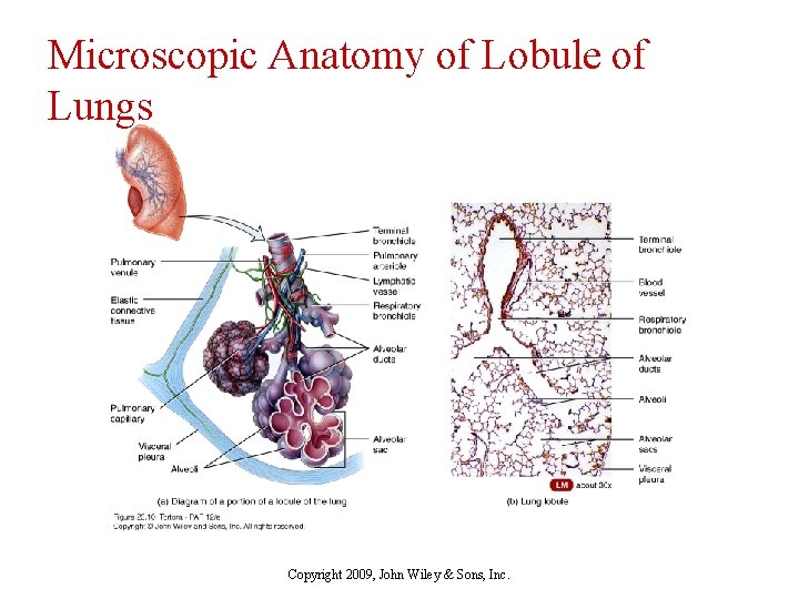 Microscopic Anatomy of Lobule of Lungs Copyright 2009, John Wiley & Sons, Inc. 