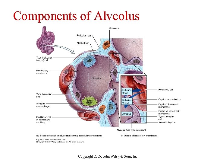 Components of Alveolus Copyright 2009, John Wiley & Sons, Inc. 