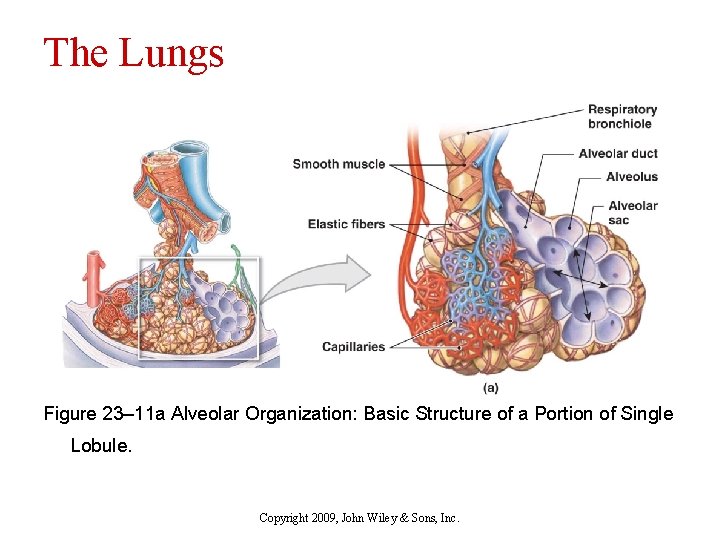 The Lungs Figure 23– 11 a Alveolar Organization: Basic Structure of a Portion of