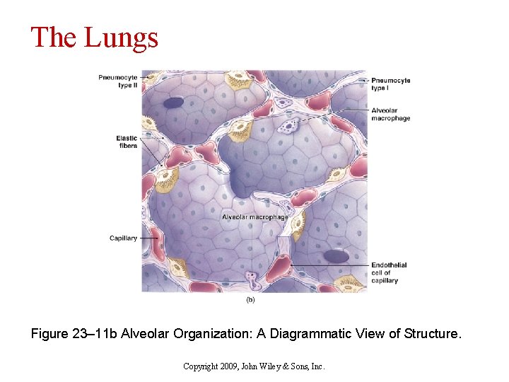 The Lungs Figure 23– 11 b Alveolar Organization: A Diagrammatic View of Structure. Copyright
