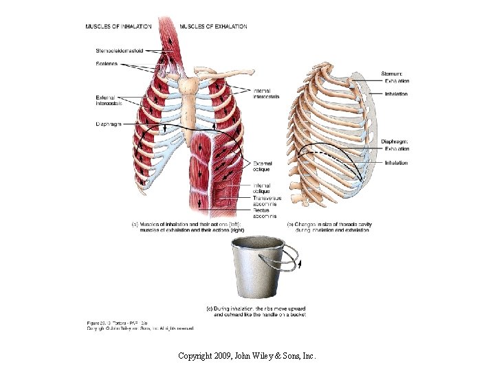 Copyright 2009, John Wiley & Sons, Inc. 