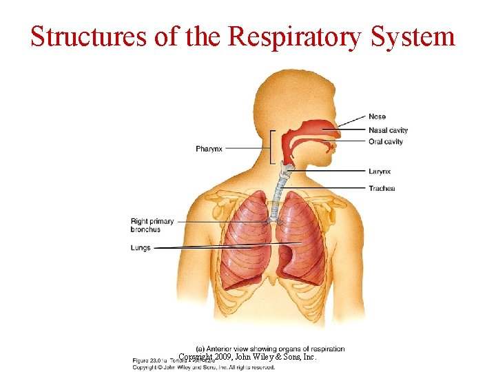 Structures of the Respiratory System Copyright 2009, John Wiley & Sons, Inc. 
