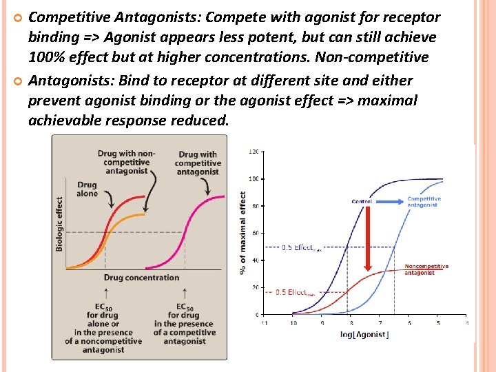 Competitive Antagonists: Compete with agonist for receptor binding => Agonist appears less potent, but