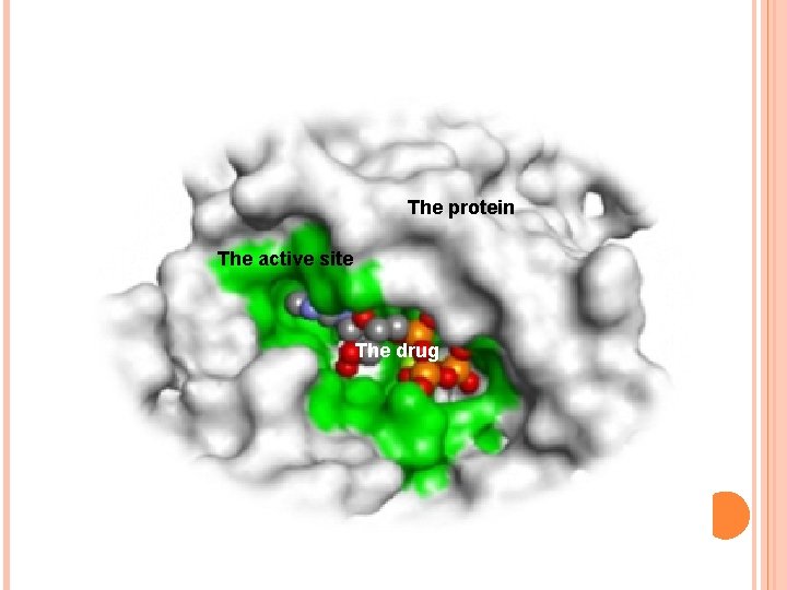 The protein The active site The drug 
