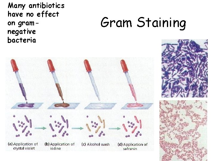 Many antibiotics have no effect on gramnegative bacteria Gram Staining 