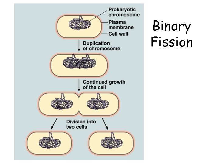 Binary Fission 