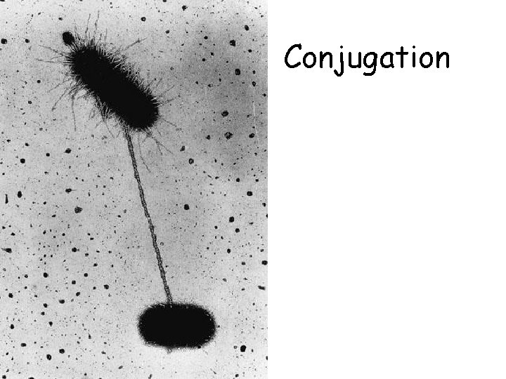 Conjugation 
