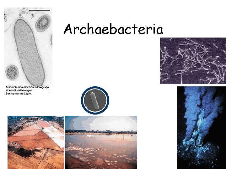 Archaebacteria 