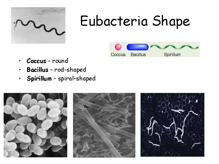 Eubacteria Shape • Coccus - round • Bacillus - rod-shaped • Spirillum - spiral-shaped