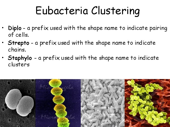 Eubacteria Clustering • Diplo - a prefix used with the shape name to indicate