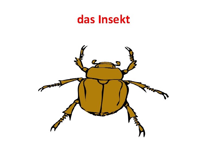 das Insekt 