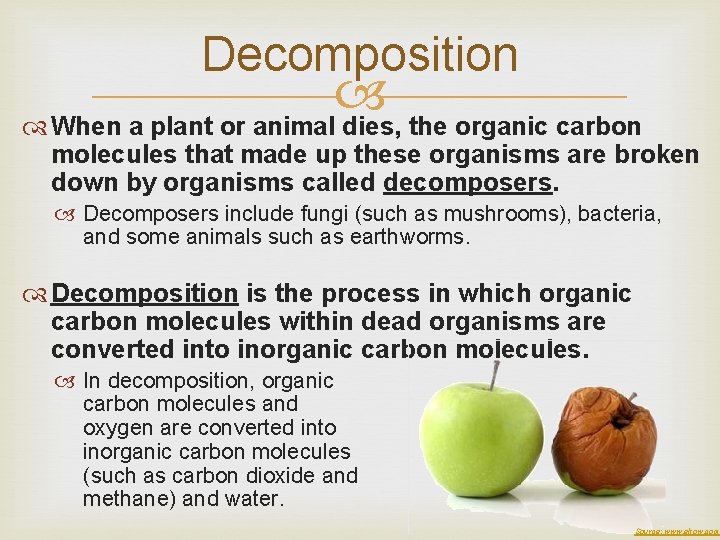 Decomposition When a plant or animal dies, the organic carbon molecules that made up