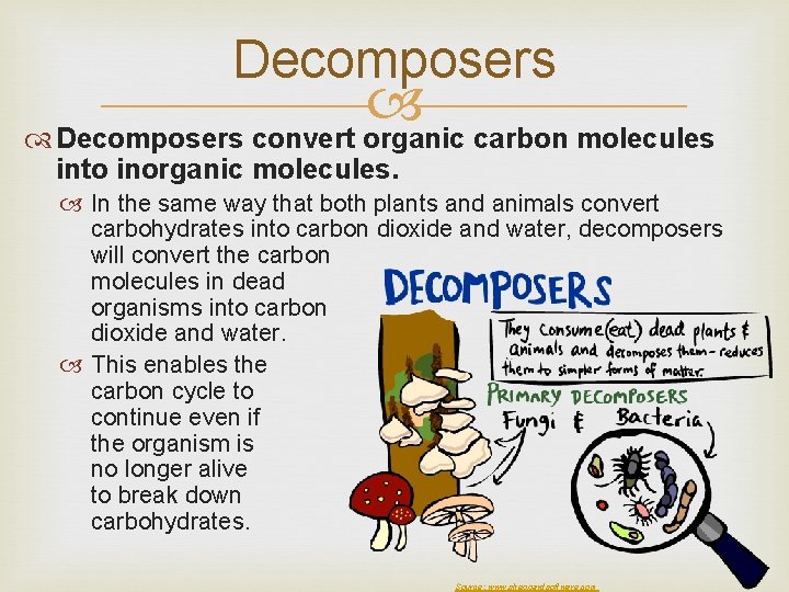 Decomposers convert organic carbon molecules into inorganic molecules. In the same way that both