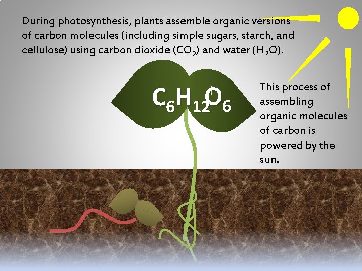 During photosynthesis, plants assemble organic versions of carbon molecules (including simple sugars, starch, and