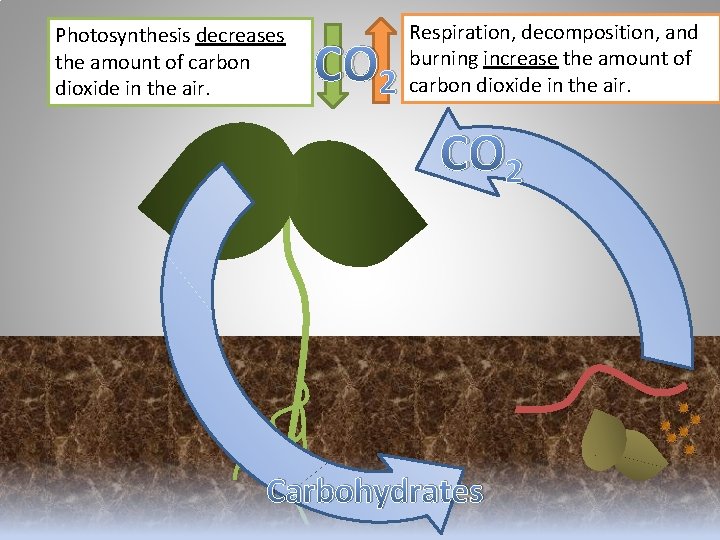 Photosynthesis decreases the amount of carbon dioxide in the air. CO 2 Respiration, decomposition,