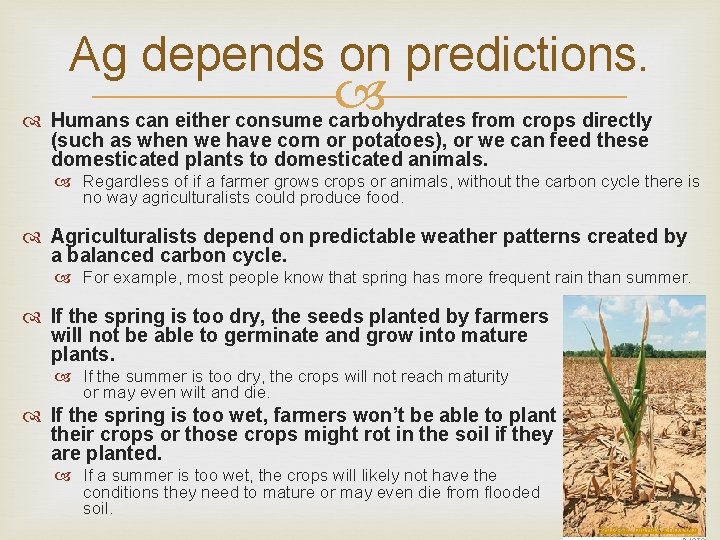 Ag depends on predictions. Humans can either consume carbohydrates from crops directly (such as