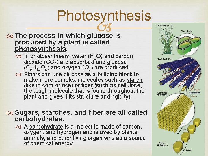 Photosynthesis The process in which glucose is produced by a plant is called photosynthesis.