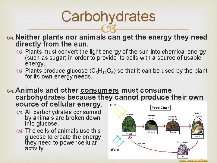 Carbohydrates Neither plants nor animals can get the energy they need directly from the