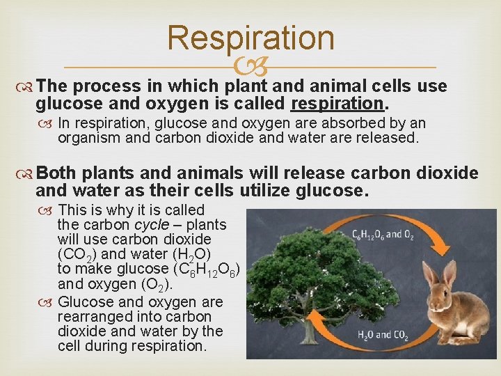 Respiration The process in which plant and animal cells use glucose and oxygen is