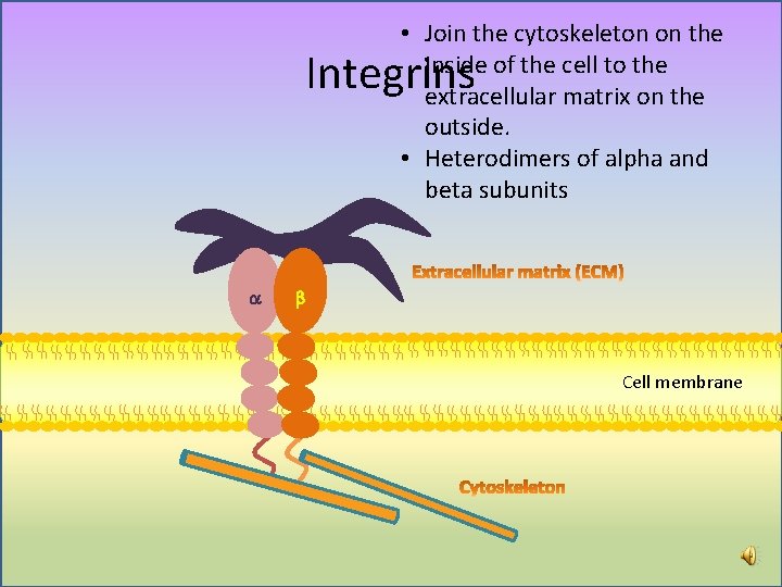 • Join the cytoskeleton on the inside of the cell to the extracellular  • Join the cytoskeleton on the inside of the cell to the extracellular