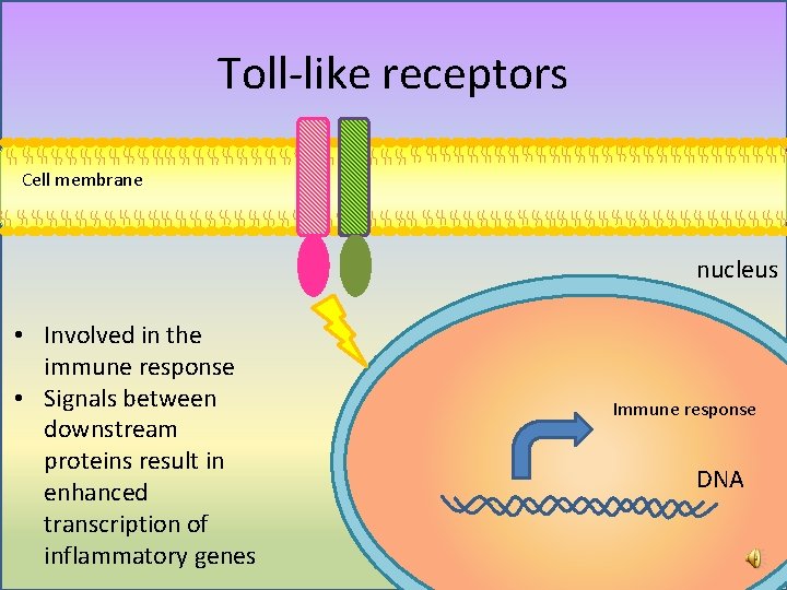 Toll-like receptors Cell membrane nucleus • Involved in the immune response • Signals between Toll-like receptors Cell membrane nucleus • Involved in the immune response • Signals between