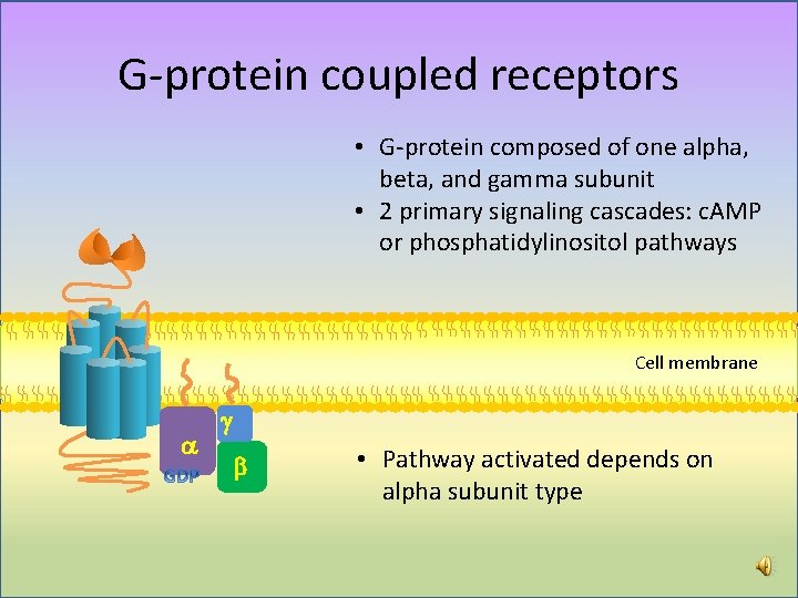 G-protein coupled receptors • G-protein composed of one alpha, beta, and gamma subunit • G-protein coupled receptors • G-protein composed of one alpha, beta, and gamma subunit •