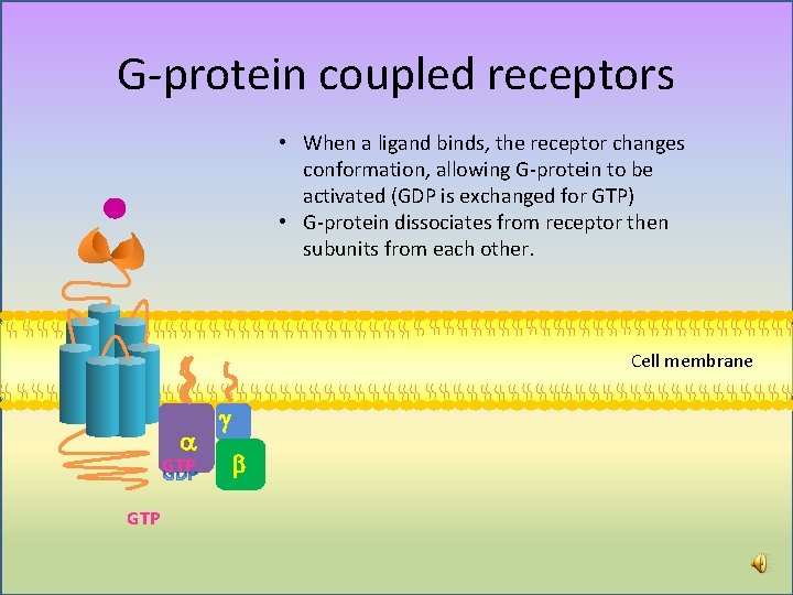 G-protein coupled receptors • When a ligand binds, the receptor changes conformation, allowing G-protein G-protein coupled receptors • When a ligand binds, the receptor changes conformation, allowing G-protein