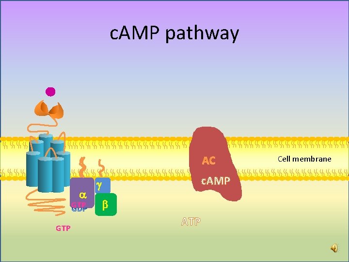 c. AMP pathway AC a GTP c. AMP g b ATP Cell membrane  c. AMP pathway AC a GTP c. AMP g b ATP Cell membrane