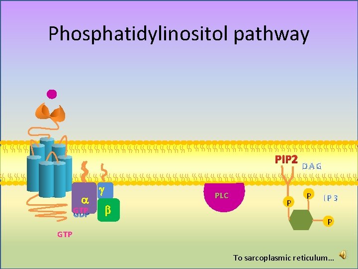 Phosphatidylinositol pathway PIP 2 a GTP g PLC b P P P GTP To Phosphatidylinositol pathway PIP 2 a GTP g PLC b P P P GTP To