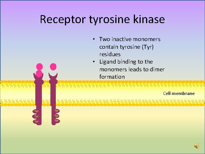 Receptor tyrosine kinase • Two inactive monomers contain tyrosine (Tyr) residues • Ligand binding Receptor tyrosine kinase • Two inactive monomers contain tyrosine (Tyr) residues • Ligand binding