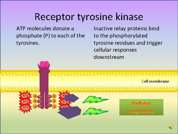 Receptor tyrosine kinase ATP molecules donate a phosphate (P) to each of the tyrosines. Receptor tyrosine kinase ATP molecules donate a phosphate (P) to each of the tyrosines.