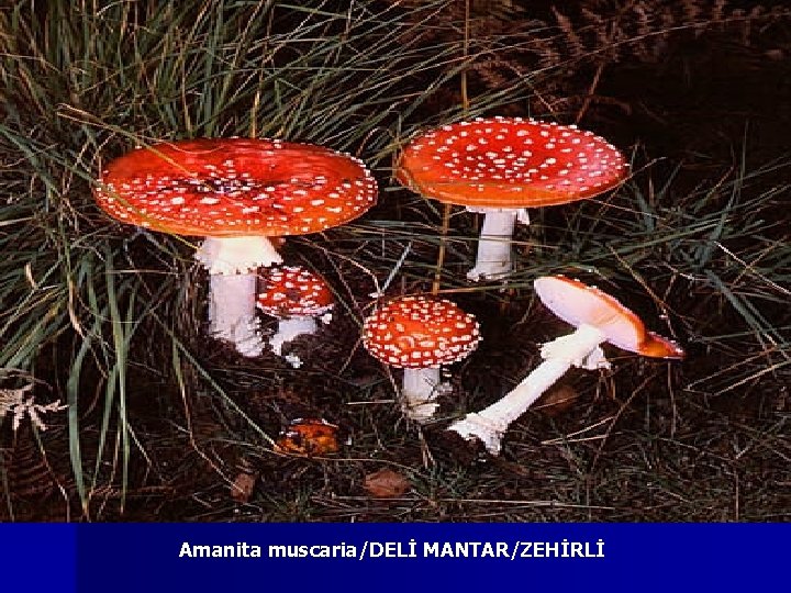 Amanita muscaria/DELİ MANTAR/ZEHİRLİ 